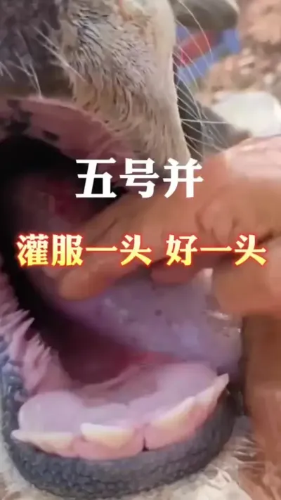 五号又开始了，做好预防#科学养殖 #自繁自养 #养殖户 #养殖人