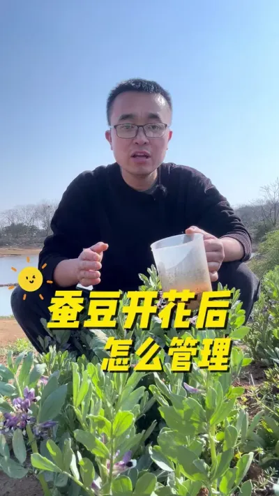 蚕豆开花后怎么管理，才能落花少，结荚多？#我爱种菜 #关注我一起学种菜 #种菜小技巧 #蚕豆 #蔬菜种植