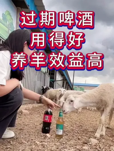 过期啤酒用得好养羊效益高 #养羊 #养羊人 #新手养羊