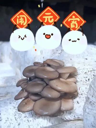 正月十五闹元宵，棉壳菌种科学配比，全国发货。#平菇种植 #平菇菌种 #食用菌栽培种 #栽培种