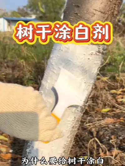 入冬以后就可以把它刷在树干上，促进能缓解昼夜温差带来的冻害开裂，还能清理躲藏在树干里的越冬虫子和虫卵#病虫害防治 #养花小知识 #树干涂白 #果树涂白 #树干涂白剂