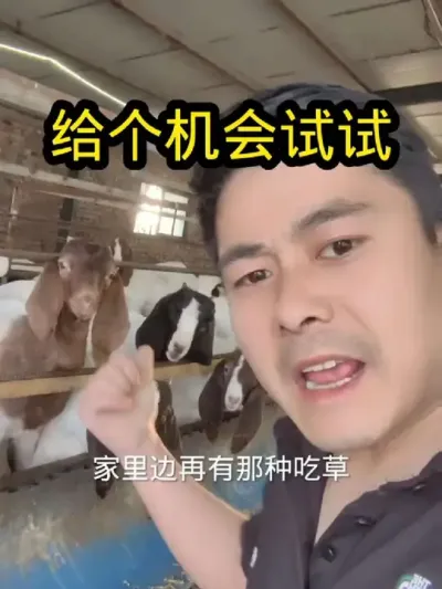 不满意记得回来申请退款#养羊#养羊人#养羊技术分享#酵八仙