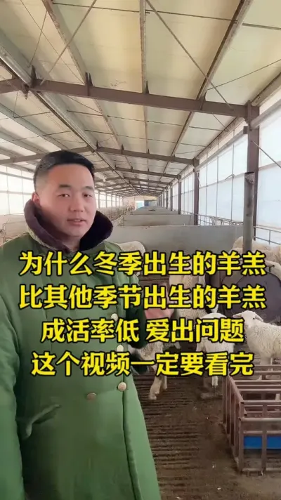 为什么冬季出生的羊羔 比其他季节出生的成活率低#每天分享牛羊养殖小知识  #新手养羊攻略  #关注我每天坚持分享知识