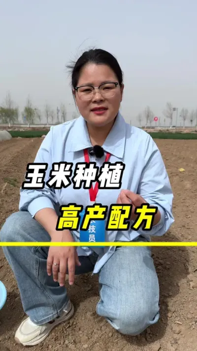 玉米种植，高产配方#玉米#玉米种植 #三农 #玉米金大棒 #玉米高产