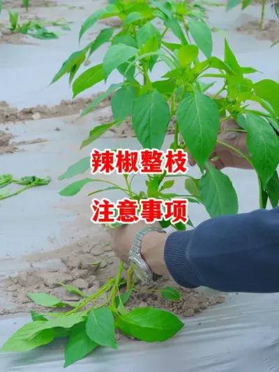 辣椒整枝注意事项有哪些#辣椒种植 #辣椒 #小米辣 #线椒 #来抖音学农技