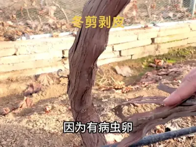 葡萄冬剪时容易忽略的一件事  #葡萄种植 #阳光玫瑰葡萄 #农业种植 #果园管理 #三农