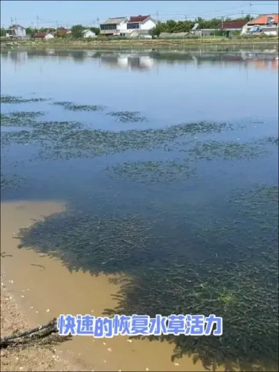 水草多不能拖 #水产养殖 #河蟹养殖