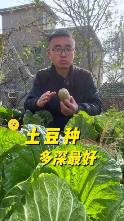 土豆种多深最好？#关注我一起学种菜 #自己种的纯天然的绿色蔬菜 #我的小菜园 #种植小技巧 #学种菜