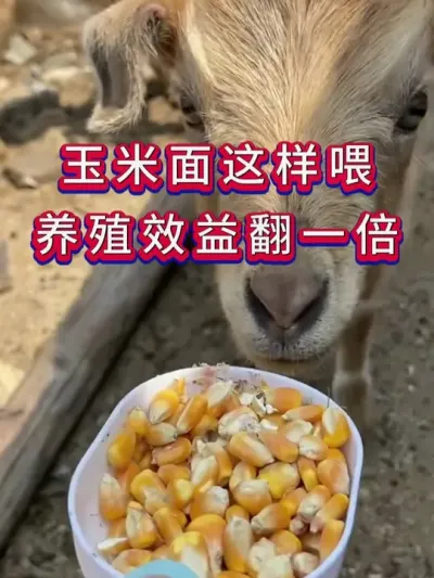 玉米面这样喂养殖效益翻一倍 #养羊 #养殖知识 #养羊人 #新手养羊