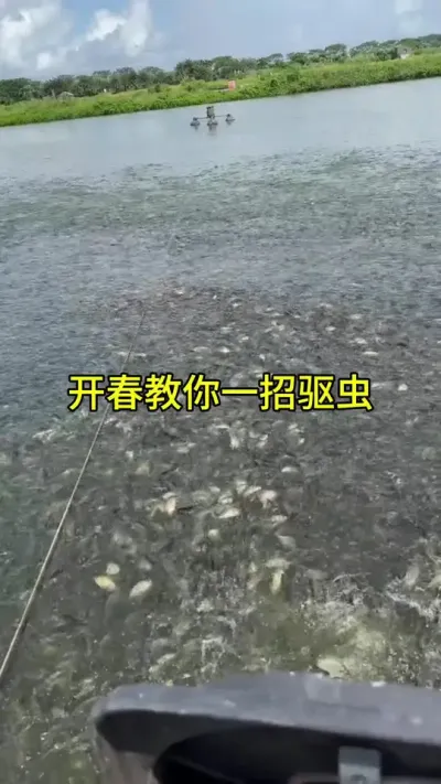 立春后温度回升，一定要给池塘提前驱虫 #四大家鱼养殖 #水产养殖技术 #鱼苗养殖 @抖加🔥上热门🔥dou+🔥热点宝
