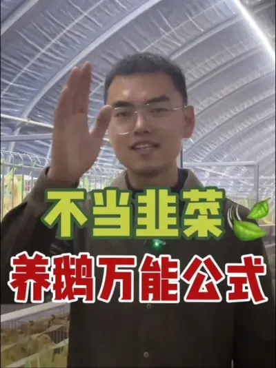 养鹅万能公式，学会不再当韭菜！不再被当地兽医坑！#养鹅技术分享 #养鹅人 #养鹅技术找晓雨