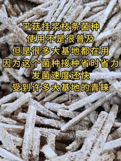 平菇挂浆枝条菌种很多大基地都在用因为这个菌种接种省时省力发菌速度还快。#平菇种植 #平菇菌种 #食用菌栽培种 #栽培种