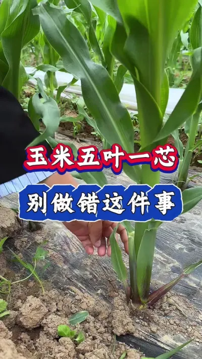 玉米五叶一芯，别做错这件事#玉米 #肥料 #农业 #玉米高产 #三农