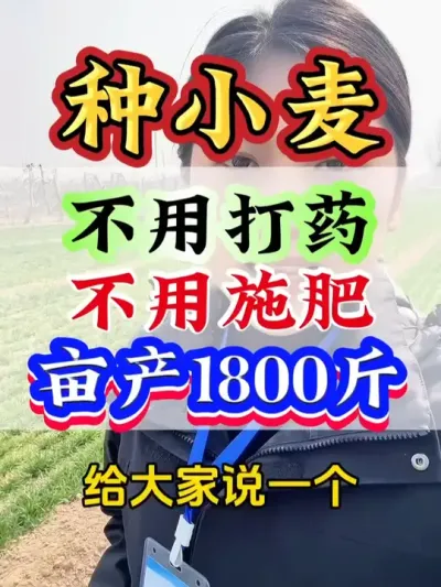 不用打药 不用施肥 亩产1800斤#小麦 #小麦种植 #小麦高产 #小麦管理 #病虫害防治