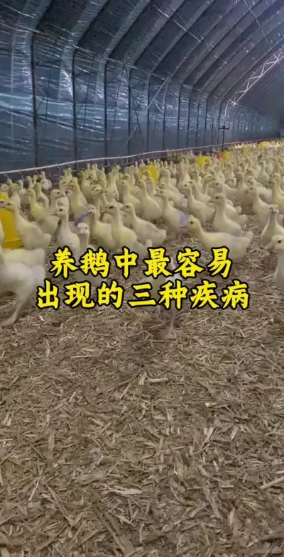 #养鹅人 #肉鹅 #鹅 #禽病技术指导 #养鹅技术分享