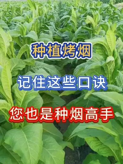 种植烤烟，记住这些口诀，您也是种烟高手 种植烤烟，记住这些口诀，您也是种烟高手#服务三农支持三农 #烤烟 #烤烟种植技术与管理 #抖音助农 #农业种植