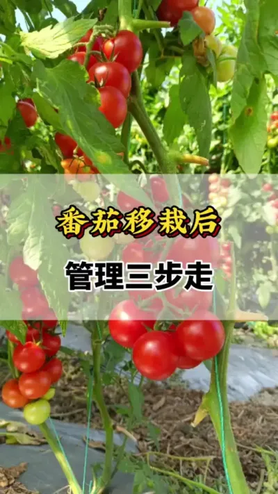 番茄移栽后管理三步走#番茄种植技术 #番茄种植方法及管理技术 #西红柿种植技术与管理法 #西红柿种植技术 #番茄的种植方法