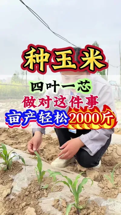 玉米四叶一芯做对这件事，亩产轻松2000斤#玉米#玉米种植#玉米管理#玉米高产#种玉米