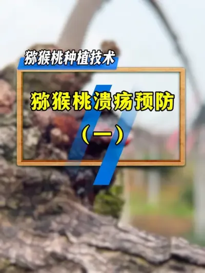 春季猕猴桃溃疡预防技巧，你知道多少？#农业技术推广 #果树管理#助力三农#春季猕猴桃园管理