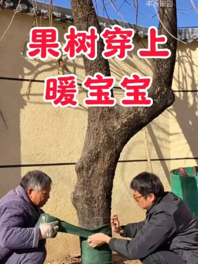 天气预报，春节期间有大雪，赶紧给家里的果树穿上一层暖宝宝，防寒保暖，安全越冬，来年长势好！#园林 #树木保暖#抗寒神器 #园林#防冻 #果树种植 #树木保温防寒布