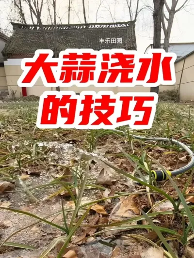 大蒜浇水的技巧 #分享农业知识帮农民增产增收 #农业知识 #种地不容易 #大蒜种植 #农业种植