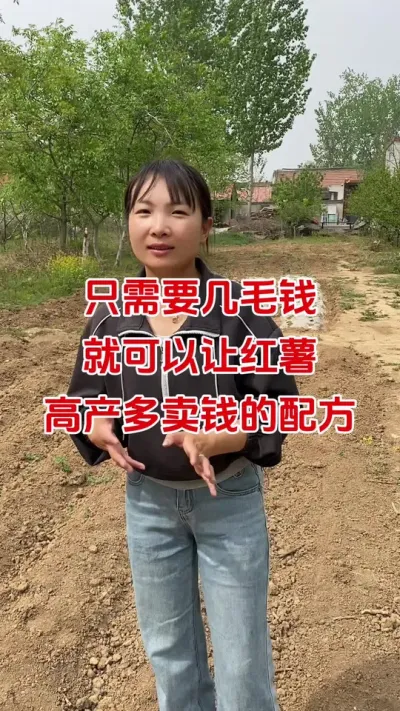 红薯高产配方#红薯种植#红薯追肥#红薯管理#红薯高产#红薯大丰收