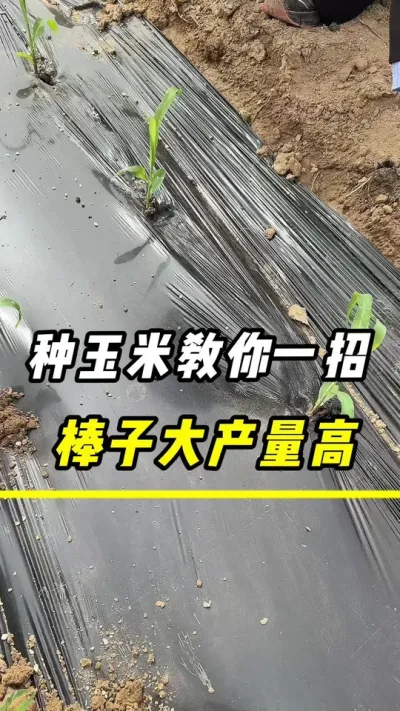 种玉米，教你一招、棒子大产量高#玉米#玉米种植 #农业 #三农 #玉米高产种植技术