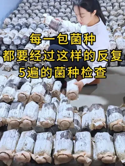 湖南基地老板夸赞我们菌种很让他省心，没有出现过质量问题，会长期跟我们合作。#平菇种植 #平菇菌种 #食用菌栽培种 #栽培种