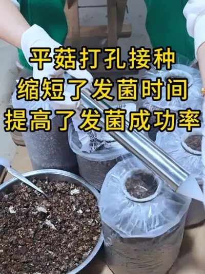 平菇打孔接种，缩短了发菌时间，提高了发菌成功率，你也试试吧#平菇种植 #打孔器 #菌种打孔器