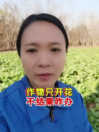 作物不开花，开花不坐果，就用这个配方 #流体硼 #开花结果 #油菜高产 #今日三农爆款