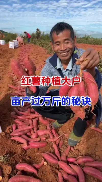 红薯种植大户高产秘诀#红薯种植#红薯管理#红薯施肥#红薯高产#种植小技巧