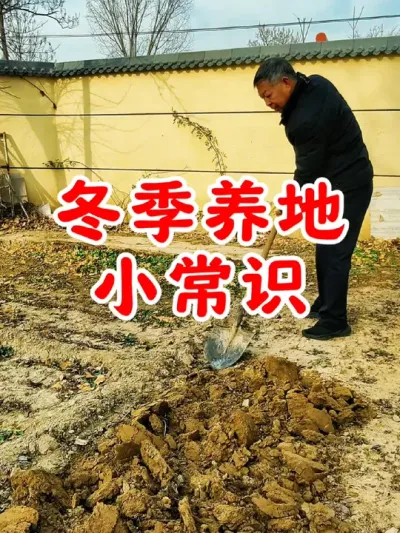 每年冬季都会撒点生石灰粉，把土地深翻一下，补充钙元素，消毒杀菌灭虫卵#生石灰 #生石灰的用法 #种植小技巧 #蔬菜种植 #农业种植