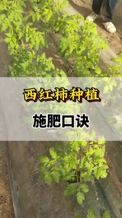西红柿种植施肥口诀#番茄种植方法及管理技术 #西红柿种植技术与管理法 #分享农业知识帮农民增产增收 #服务三农支持三农 #番茄种植技术