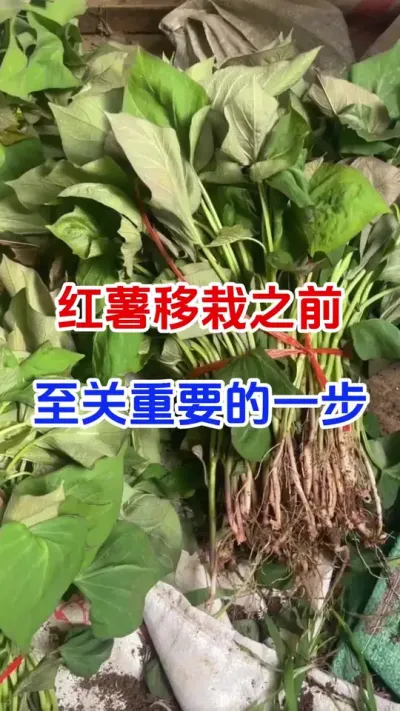 红薯移栽之前一定注意这一步#红薯种植#红薯移栽#红薯蘸根 #红薯高产