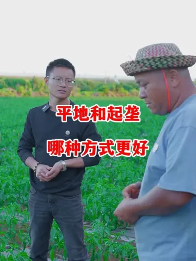 辣椒是不是需要起垄种植才会好#辣椒种植 #辣椒 #小米辣 #线椒 #来抖音学农技