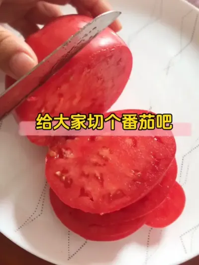 看着这个诱人的番茄，我饿了！哪个好人半夜发这个，哦是我自己 #番茄种植 #楼顶盆栽 #我的小菜园 #阿巴坎玫瑰