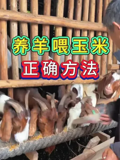 养羊喂玉米的正确方法 #养羊人  #养羊技术  #养羊经验  #养殖技术