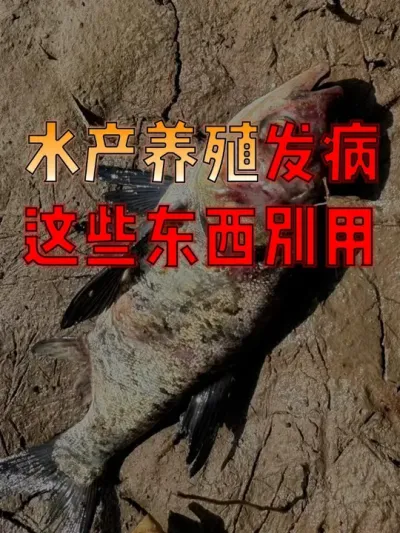 鱼一旦发病，有些常用的东西就不能再用了！！#养鱼人  #养鱼  #水产养殖技术  #水产