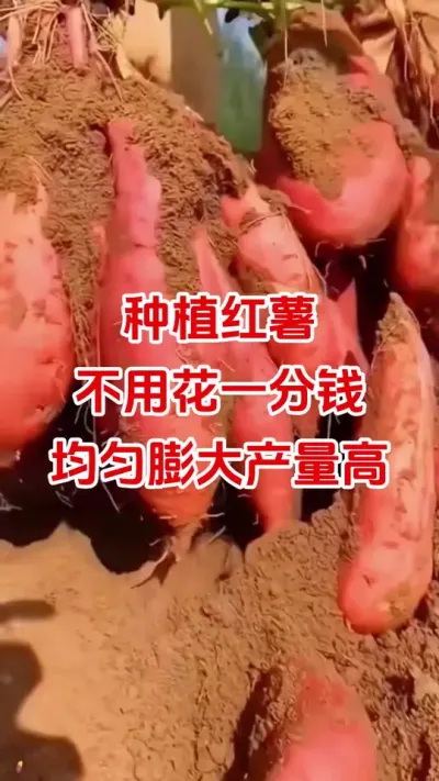 种红薯不花钱高产秘诀#红薯种植#红薯管理#红薯高产#分享农业知识帮农民增产增收