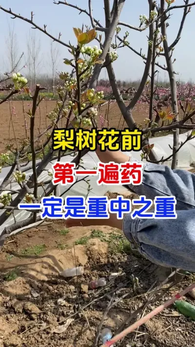 梨树开花前第一遍药一定是重中之重#梨树#梨树管理 #病害防治#果园管理