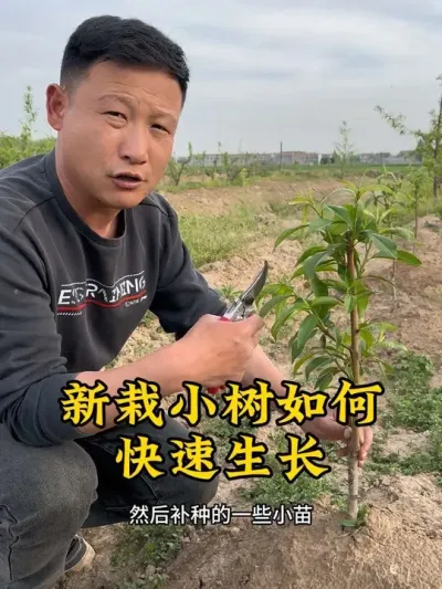 #抖音助农 #新农人计划 #果树管理 #三农 #农业种植技术 @抖音小助手 @抖音热点 @抖音创作者中心