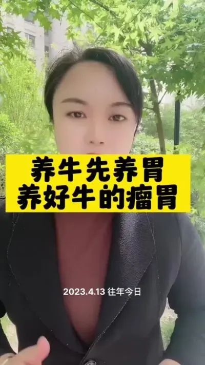 养牛先养胃#西门塔尔育肥牛 #全国养牛人 #西门塔尔母牛 #牛羊养殖