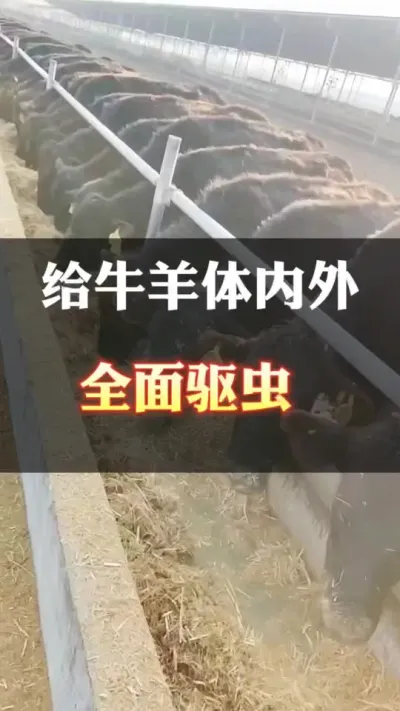 给牛羊体内外驱虫#全国养牛人 #养殖户 #科学喂养 #肉牛养殖 #西门塔尔母牛