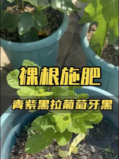 裸根无花果苗第一次施肥，种裸根一定不要心急，又淋水又淋肥的，容易沤根和僵苗，控制自己才是王道。