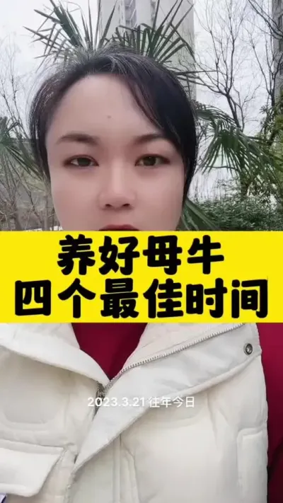 养好繁殖母牛，四个最佳时间#全国养牛人 #自繁自养 #养殖小知识 #繁殖母牛