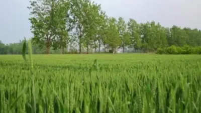 小麦的超高产春季管理#小麦高产技术 #小麦增产增收 #小麦年后管理 #小麦增产 #小麦种植管理技术