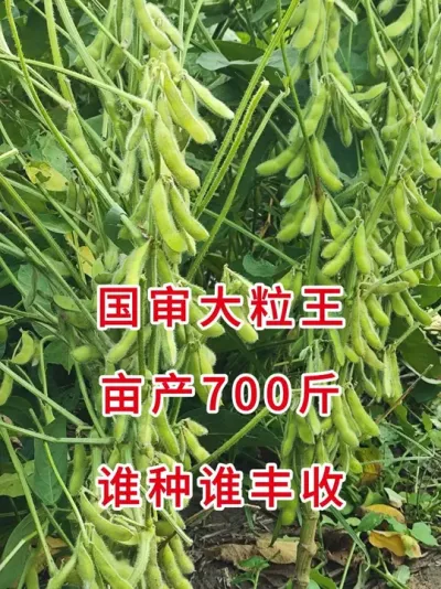 2025最新国审豆种，高产王、不炸荚能机收！ #服务三农支持三农 #抖音助农扶农 #大豆 #大豆种植 #三农流量扶持计划