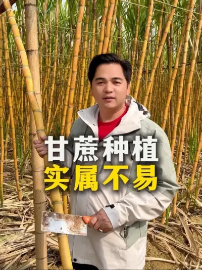 甘蔗种植
实属不易#甘蔗种植 #种植 #农业种植 #种植小技巧 #甘蔗