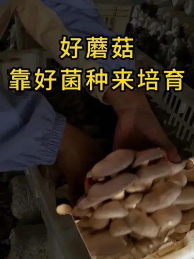 要想蘑菇长的好，菌种质量必须过关，需要优质菌种的联系我#平菇种植 #平菇菌种 #食用菌栽培种