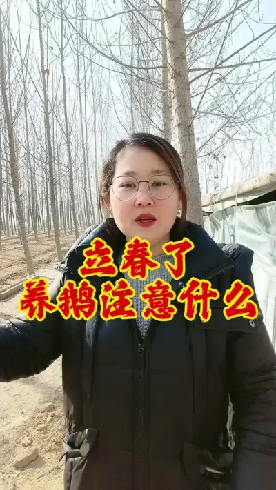 立春了，养鹅需要注意什么#养鹅人 #养鹅 #养鹅技术分享 #鹅 #科学养鹅